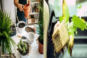 از کجا بفهمیم جای گل تنگ شده و باید اورژانسی جایگاهش رو گشاد کنیم؟