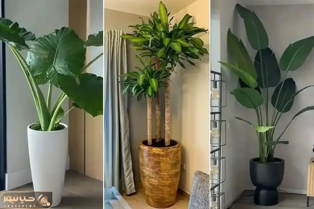 گیاهانی که انرژی مثبت دارن؛ آورنده خوش شانسی، پول و ثروت و محبت بین اعضای خانواده
