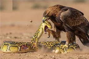 مستند حیات وحش؛ عقاب مثل رعد زد به زندگی مار با طعمه تو شکمش بلعید