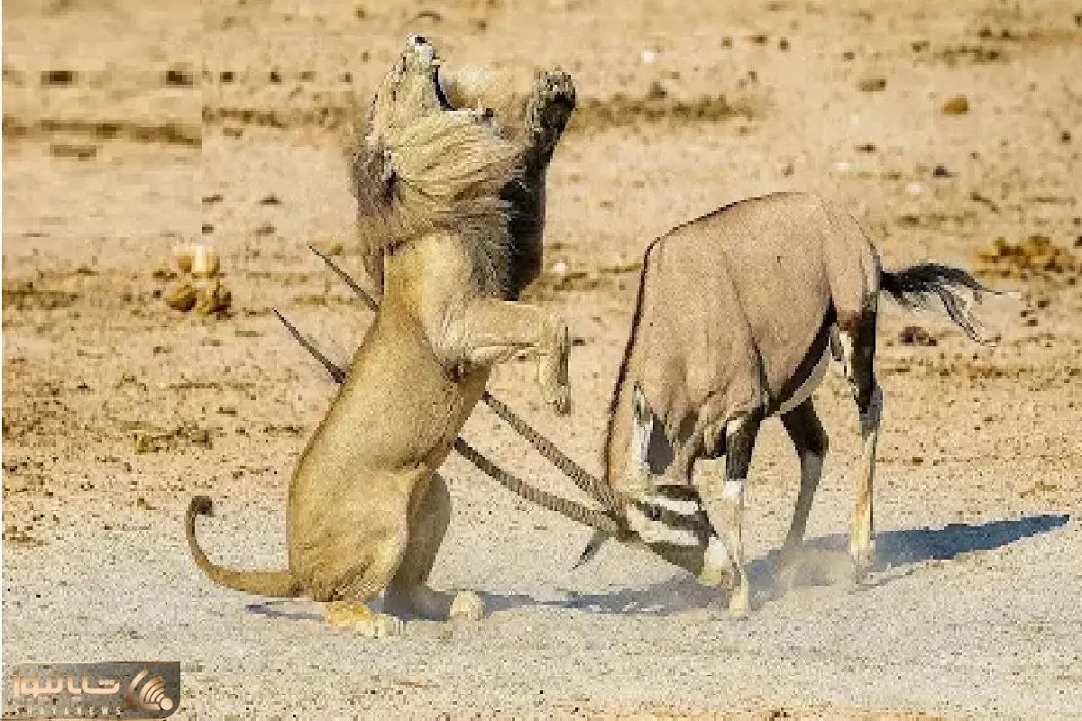 مستند حیات وحش؛ شیر که به خودش غره شده بود با شاخ ایمپلا به ایزد منان پیوست