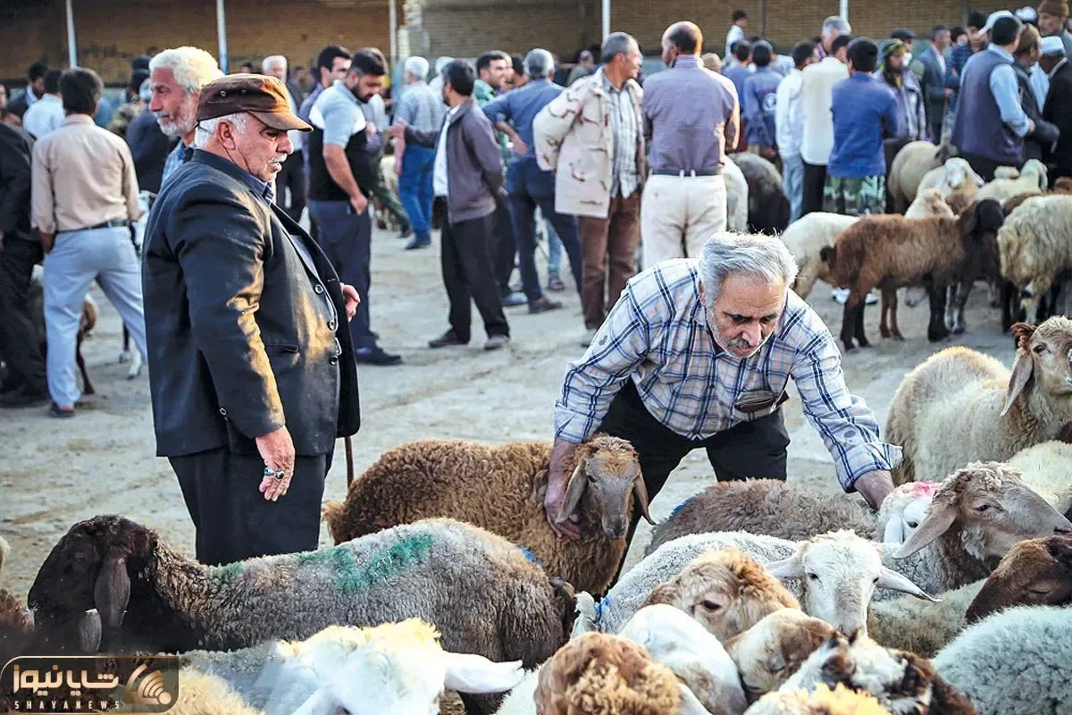 قیمت دام زنده امروز ۲۸ خرداد ۱۴۰۵ + جدول