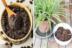 کاربردهای شگفت انگیز تفاله قهوه / دور نریز کود بده به گیاهان آپارتمانی و معجزه ببین