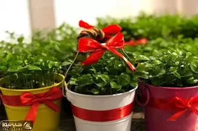 ایده های خلاقانه؛ سبزه گندم و ماش بیخیال امسال عید نارنج سبز کن بعدم بکارش درخت شه