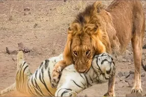 مستند حیات وحش؛ شیر یجوری ببر زرد رو زد تو چنگل دیگه سرشو نیاره بالا