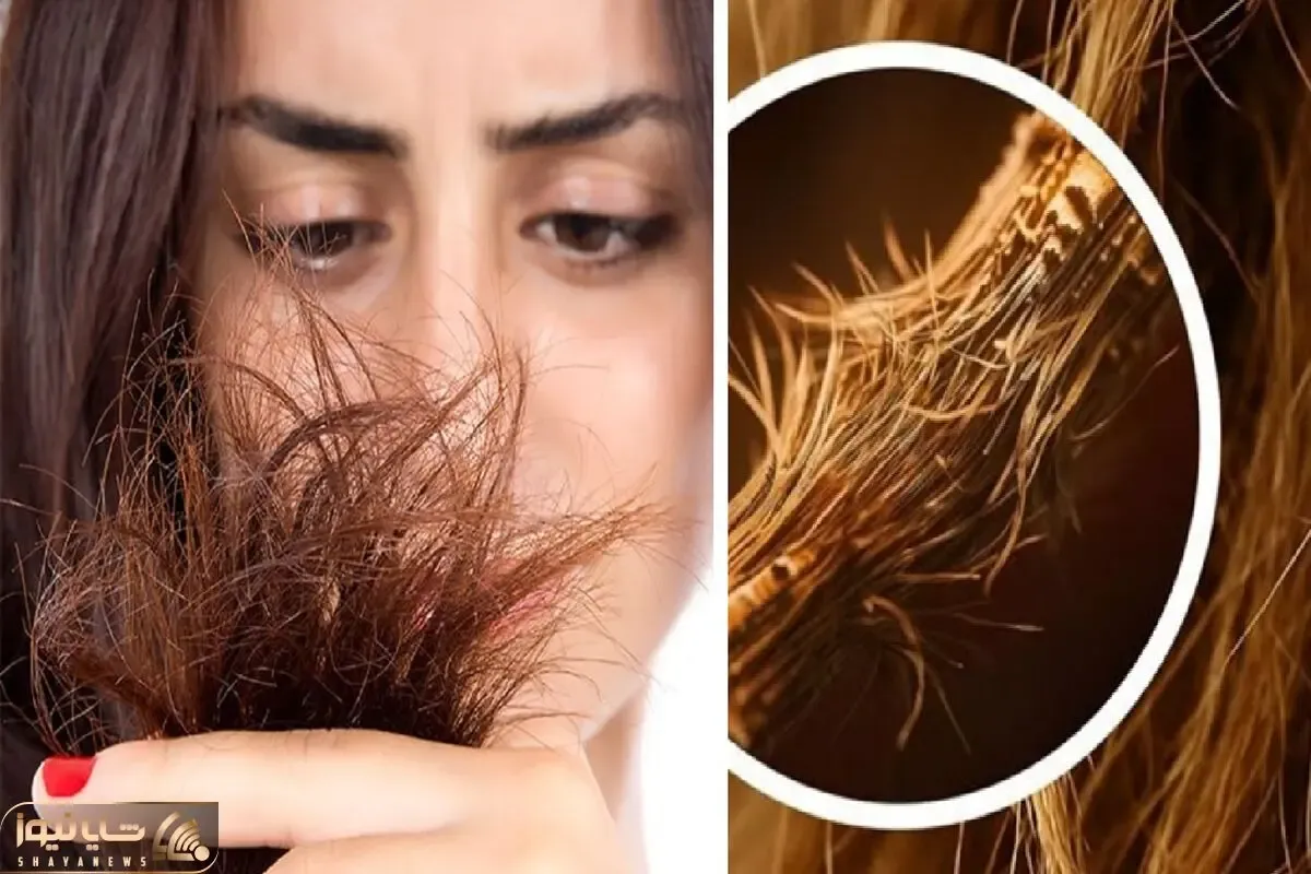 موخوره چیست و چگونه ایجاد میشود؟ راهنمای جلوگیری از موخوره و رفع چند شاخگی مثل درخت