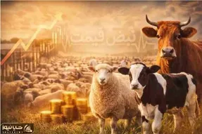 قیمت دام زنده امروز 3 اسفند 1404 + جدول