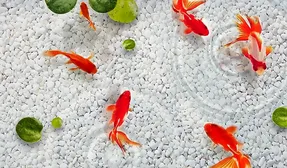 اگر برای سفره هفت سین ماهی می خرید به این نکات توجه کنید