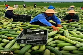 کشاورزی نوین؛ بچه های ده الکی بذر پاشیدن رو زمین یه عالمه بار خیار داده بزرگترا موندن