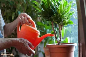 کاشت و برداشت خانگی؛ چه آبی برای آبیاری گیاهان آپارتمانی خوبه؟ آب تصفیه شده یا شیر؟