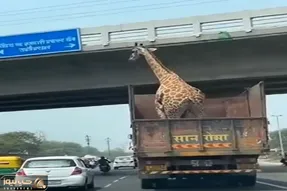 معماری طبیعت؛ گردن دراز زرافه با ارتفاع پل همخونی نداشت فاتحه