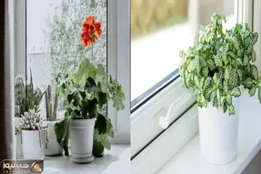 بهترین جای آپارتمان برای رشد گیاهان / پنجره شرق یا غرب؟ راز نور مناسب برای گل ها