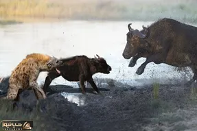 کفتار هایی که بوفالو و بچشو دوره کردنو میخوان توله رو لقمه پیچ کنن؛ مامانش چه مضطربِ