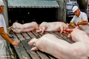 فرآوری خوک؛ خوک صورتی حرومی بعد قلمبه شدن رفت تو دستگاه ذبح مدرن