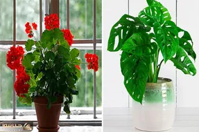 گیاهان آپارتمانی با حس و حال خونه قدیمی / این خوشگلا مثل گلای الان فیس و افاده ندارن