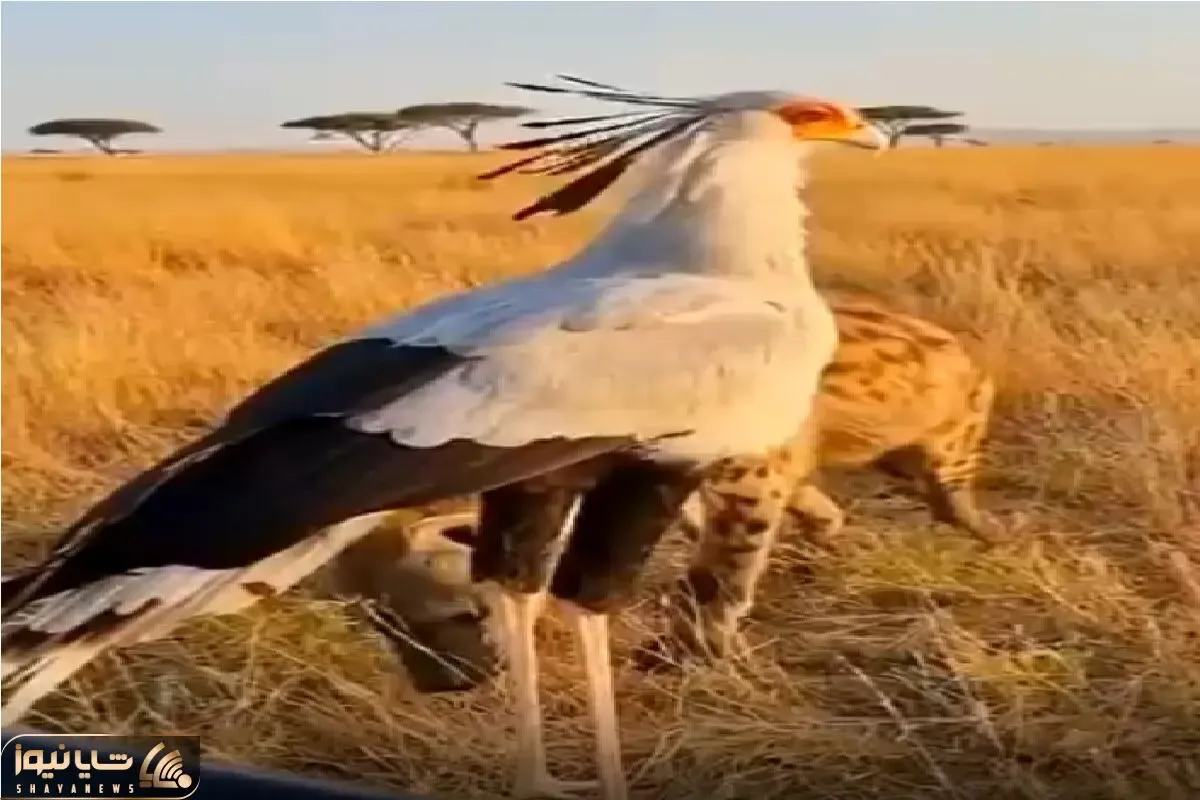 بر مدار وحش؛ پرنده دراز کفتار ناک‌ اوت کرد