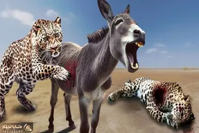 مستند حیات وحش / خشم الاغ وقتی پلنگ دد بی محابا شروع به دریدن میکند