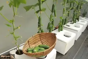 کاشت و برداشت خانگی؛ جای باغچه تو یونولیت خیار کاشته خروار خروار محصول داده