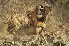 جذابیت حیات وحش؛ ۳۰ لحظه از شکار وحشیانه ببر که موجب وحشت میشود