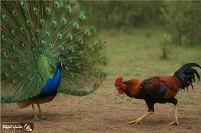 جنگ حیات وحش / نبرد بی رحمانه خروس جنگی و طاووس زیبا برای برتری جویی