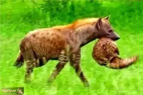 جذابیت حیات وحش؛ شکست سپر دفاعی پانگولین برابر کفتار