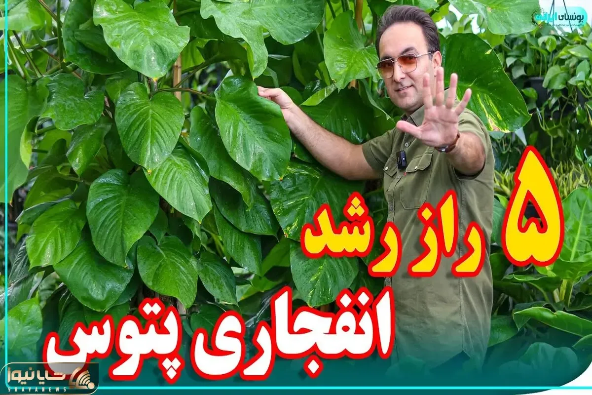 رشد انفجاری گل و گیاه؛ 5 راز برای اینکه گل پتوس زیاد و سریع بزرگ بشه و بشه اندازه نخل