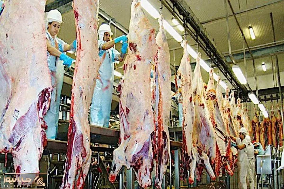 فرآوری خوک؛ سلاخی بی درد خوک لجن برای بهره از گوشت با تکنولوژی مدرن