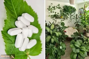 رشد 5 برابری گیاهان آپارتمانی با قرص ضدباروری ال دی؛ تو یه ماه داخل خونه ات میشه باغ
