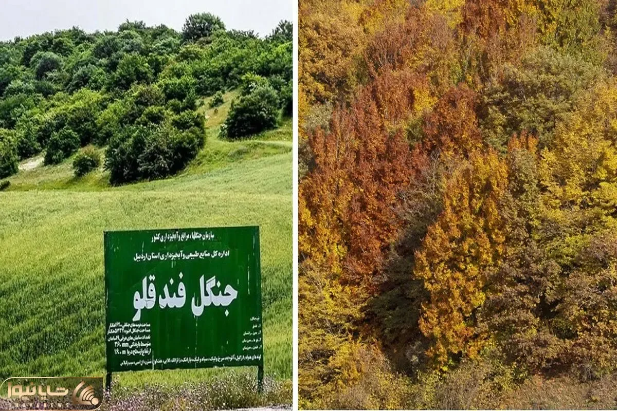معرفی جنگل زیبای فندقلو اردبیل / یه سفر پاییزی جذاب به طبیعتی فوق العاده