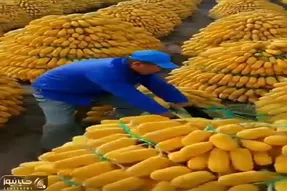 کشاورزی نوین؛ مزرعه ی انبه زدن تپه تپه میوه چیدن هم قد خودشون