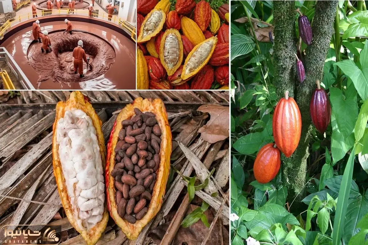 کارخانه شکلات ؛ میوه شکلات دیگه چیه؟ برای تولیدش تا کله رفتن تو اقیانوس شکلات واویلا