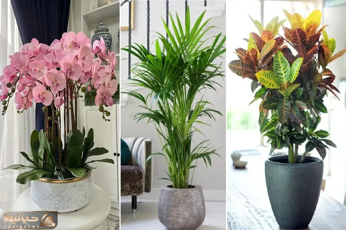 گیاهان آپارتمانی که تخصص تصفیه هوای خونه رو دارن؛ تو تعطیلی ها حداقل منزل جای امنیه