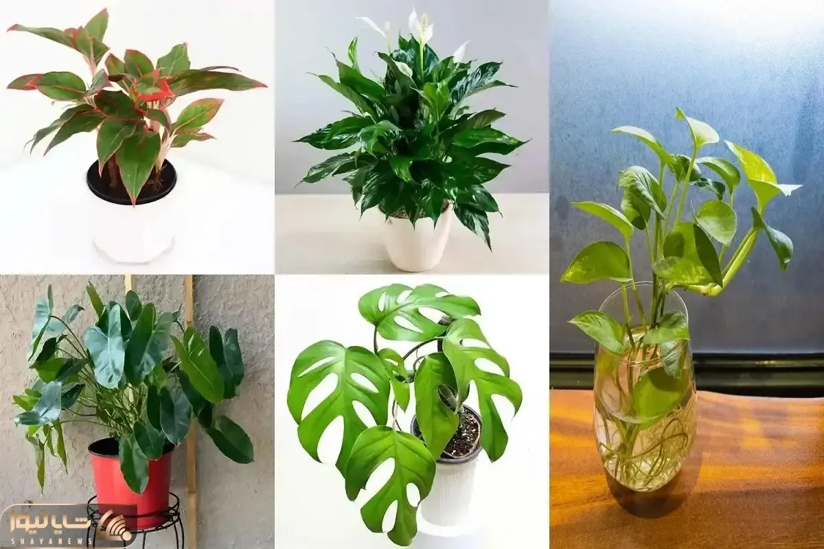 گیاهان مناسب برای تصفیه هوای خانه / این روزا که آلودگی هوا بیداد میکنه اینطور محوش کن
