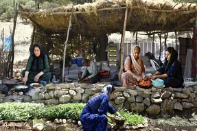 زندگی عشایری؛ پخت متفاوت گوجه بادمجان توسط زنان عشایر کردستان