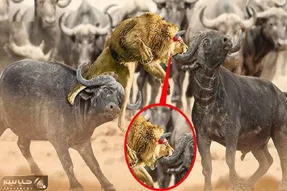جذابیت حیات وحش؛ شاه شیر قسی در نبرد با بوفالو سفاک ناگهان روی سرش شاخ می زند
