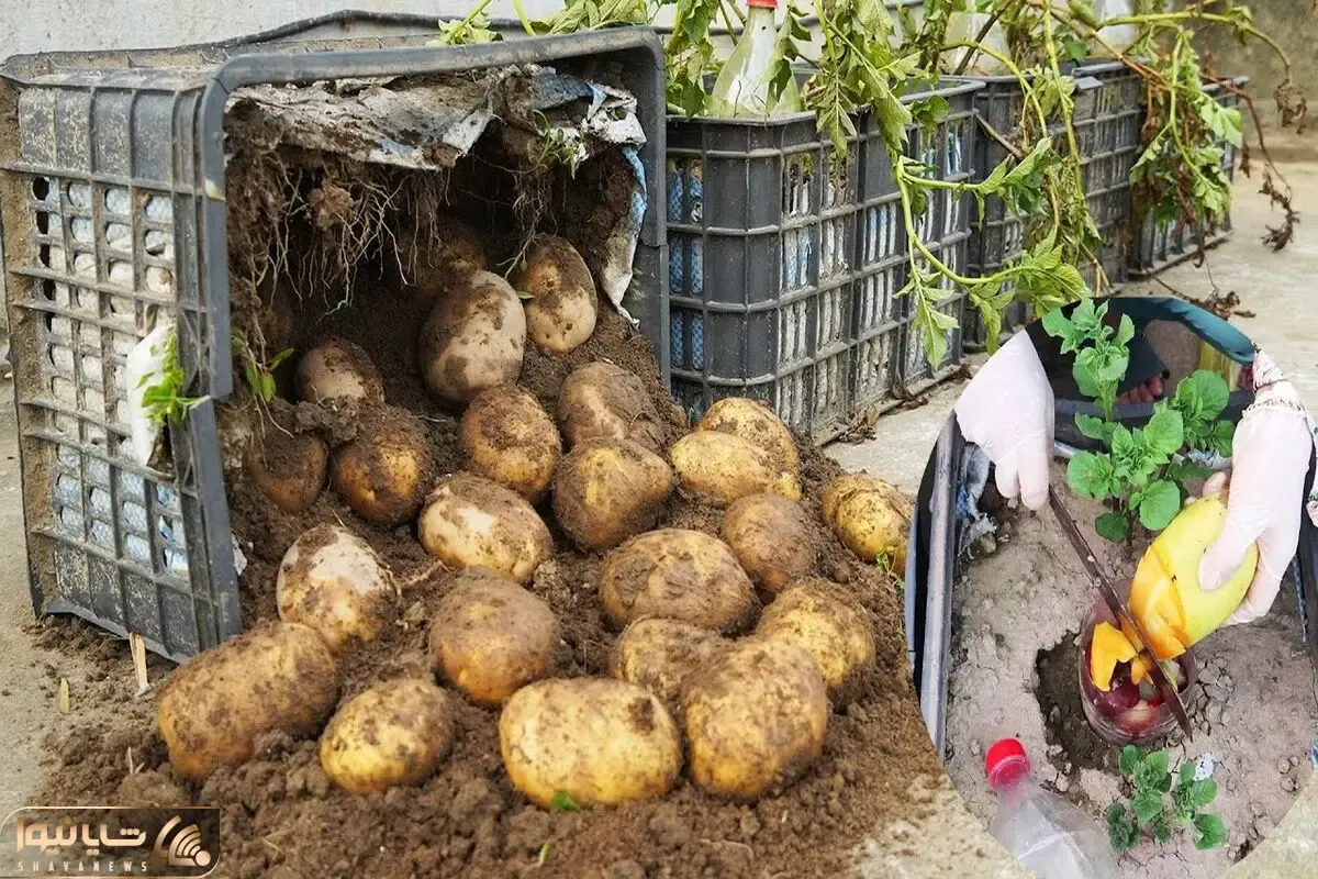 کاشت و برداشت خانگی؛ تو سبد چندتا سیب زمینی بکار و کیلو کیلو برداشت کن