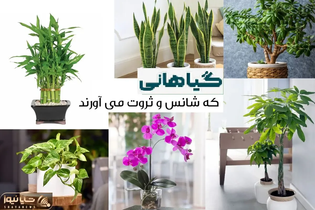 گیاهان ثروت ساز در فنگ شویی / میخوای صفرای جلوی حساب بانکیت تا بینهایت بره اینارو بخر