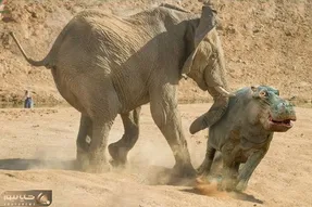 شاهکار حیات وحش؛ فیل وحشی نذاشت اسب آبی آب بخوره با خرطومش از وسط نصفش کرد