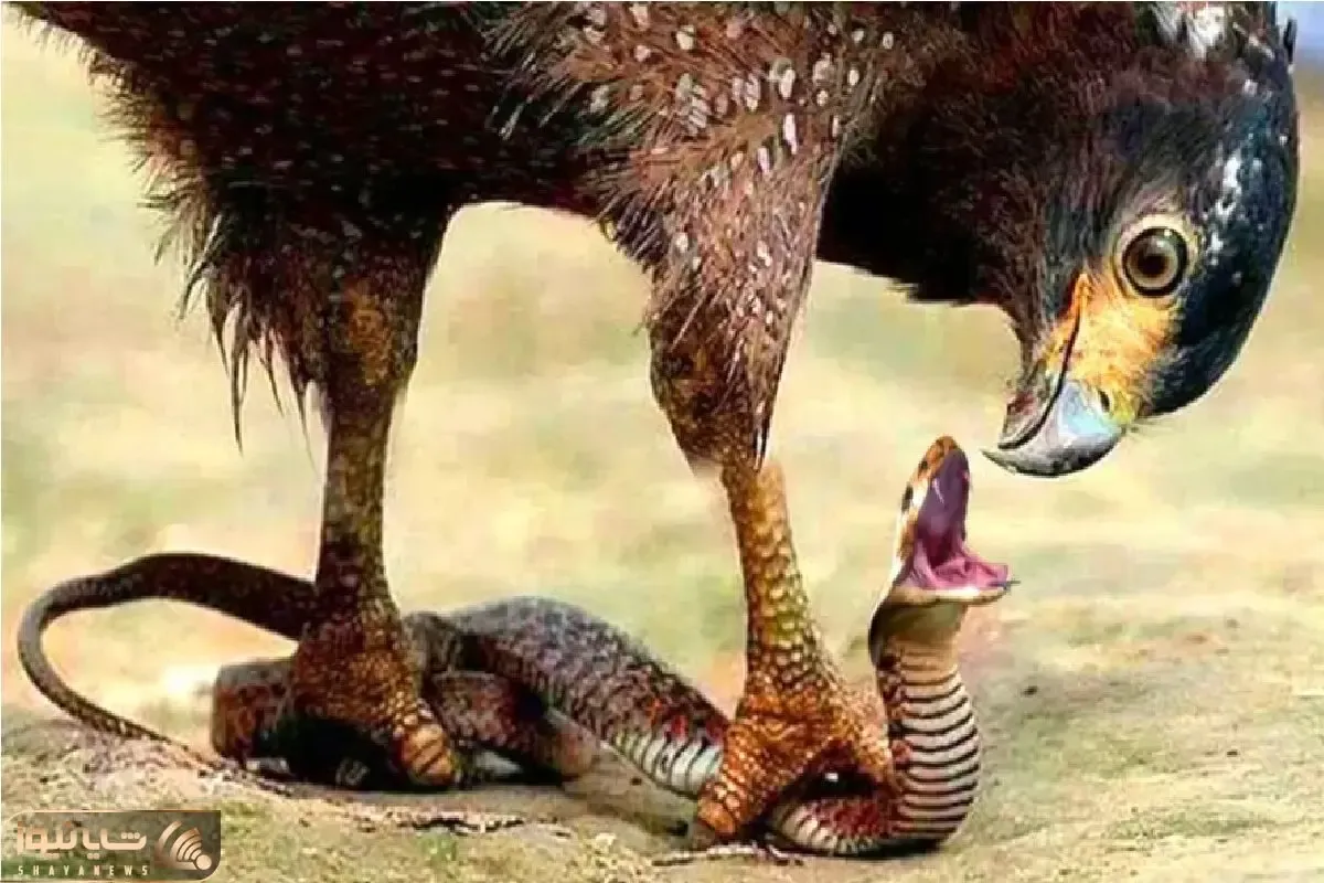 مستند حیات وحش؛ عقاب به خیال خودش شکار کرده نگو شکار شده!