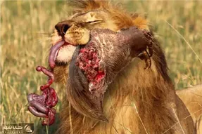 مستند حیات وحش؛ کلاغ انتقام بچش رو که غذا میخواست ولی غذا شد گرفت