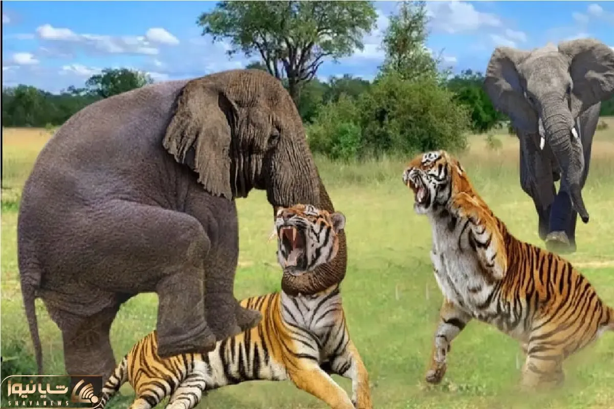 مستند حیات وحش؛ مواجهه ببر و فیل وقتی ببر نمیدونه با کی طرفه