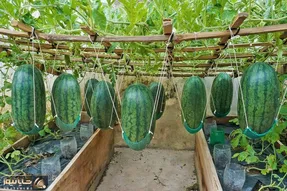 کاشت و برداشت خانگی؛ با این روش هندوانه بکار تضمین میدم هم شیرین و آبدار میشه هم سرخ
