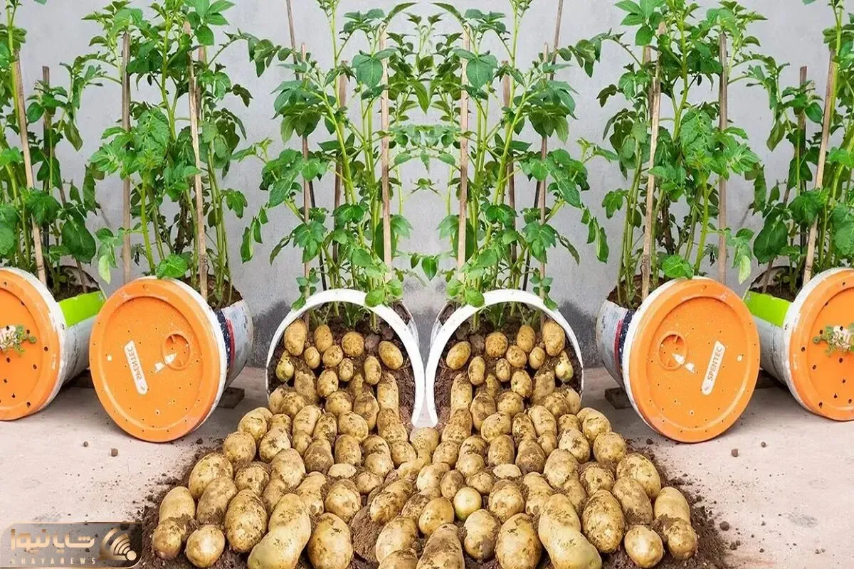کاشت و برداشت خانگی؛ باغچه نداری تو سطل پلاستیکی سیب زمینی بکار خروار خروار برداشت کن
