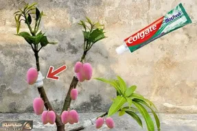 کشاورزی بدیع؛ برای اینکه انبه دوپینگ کنه با خمیر دندون سرش رو شیره میمالن ته ابتکار