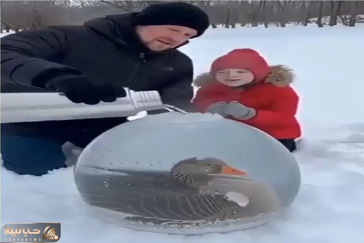 مستند کاوش؛ غاز یخ زده بود آبجوش ریختن روش زنده شد