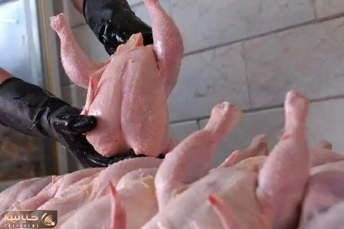 واکنش مرغداران گوشتی به ادعای مرغ تریاکی
