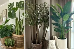 گیاهان مناسب خانه های کم نور؛ خونت 7 طبقه زیر زمین باشه و ظلمات اینا بازم رشد میکنن