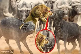 از جذابیت های حیات وحش؛ بوفالو ها شیر بیچاره رو که کتک خورش ملسه بدجور چک و لگدی کردن