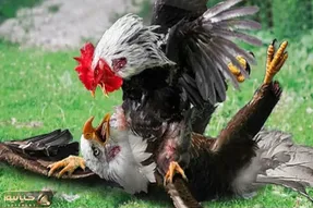 جذابیت حیات وحش؛ عقاب نمی دانست خروس یک جنگنده است و تسلیم او شد