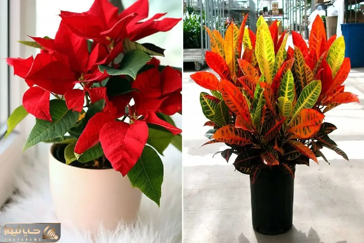 گیاهان آپارتمانی دارای برگ های رنگی شاد مختص شادابی فضا/ زیبایی چشم نواز و خیره کننده