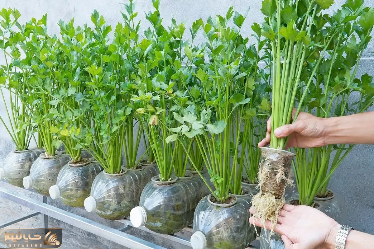 ایده های خلاقانه؛ کشاورزی حرفه ای در حد بوندسلیگا با بطری های پلاستیکی دوغ و نوشابه